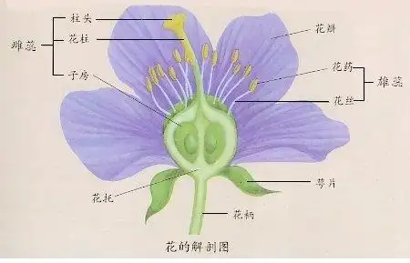 油菜籽属于油菜的种子,它是由花结构中的( )发育而来?