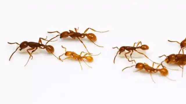 红火蚁生物防治研究:行军蚁一败涂地,大齿猛蚁和盘腹蚁可胜之