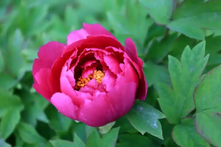 我的摄影作品《牡丹》