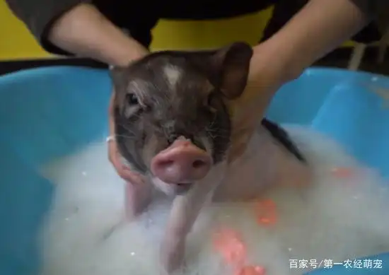 夏季给软萌的小香猪洗澡很重要,铲屎官做不到这些可不行!