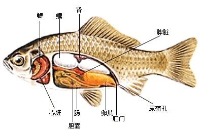普通生物学-鲫鱼的解剖