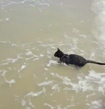 搞笑动物gif萌宠gif可爱gif