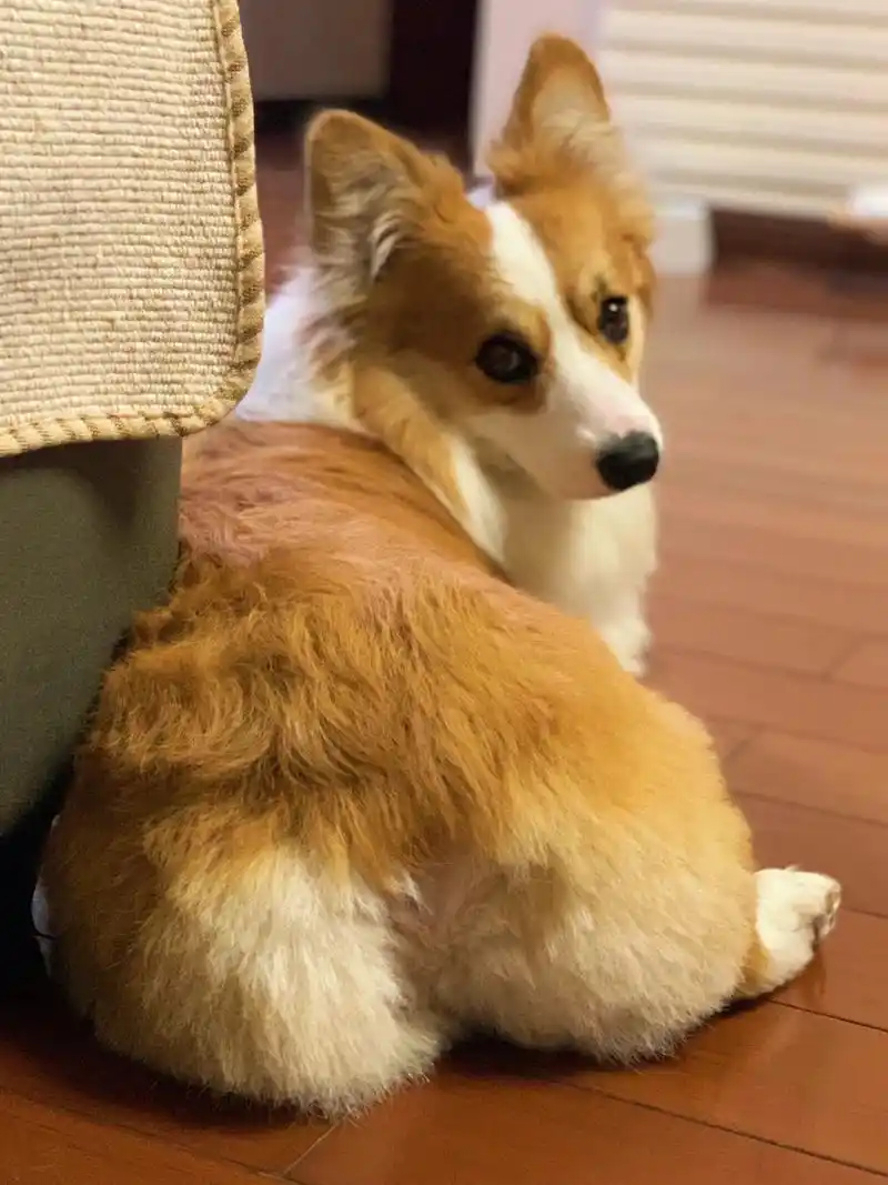 柯基泪痕重怎么办?了解这几点,便能轻松解决!