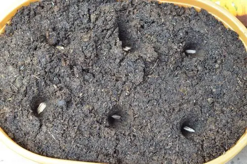 原创用葵花籽种出美丽灿烂的大花没想到向日葵这么好养