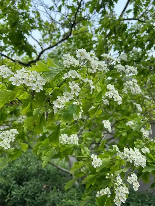 山楂树开的花好美时间如流水爸妈都变老了