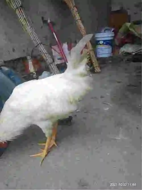 家里养了只公鸡最近老掉毛也老爱趴着前几天也生病了为了要好了最近