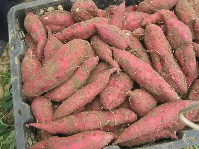 这几种农村土特产营养丰富,马上就要丰收了!