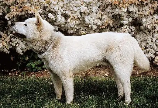 金多犬词条图册_百度百科