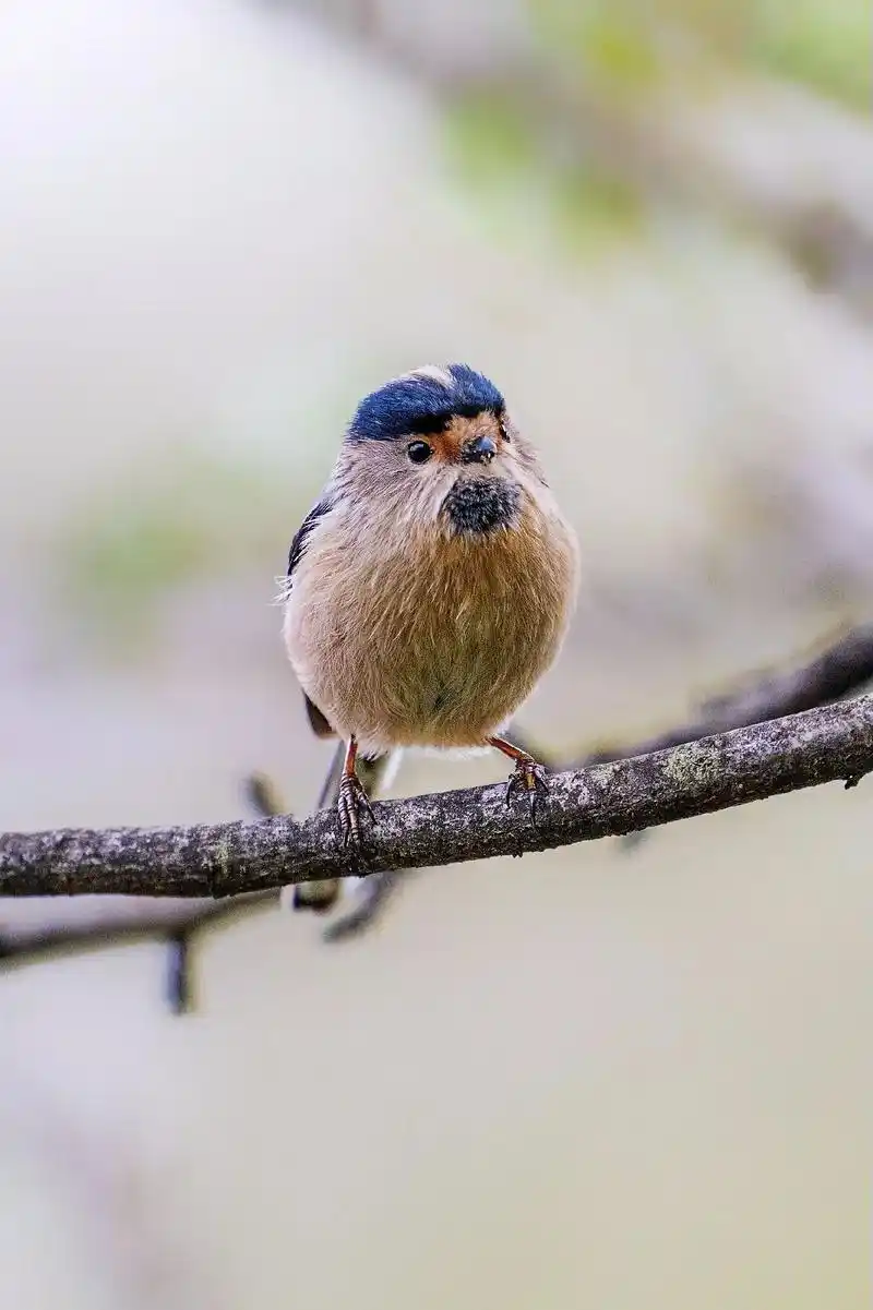 银喉长尾山雀原创摄影野生鸟类野拍