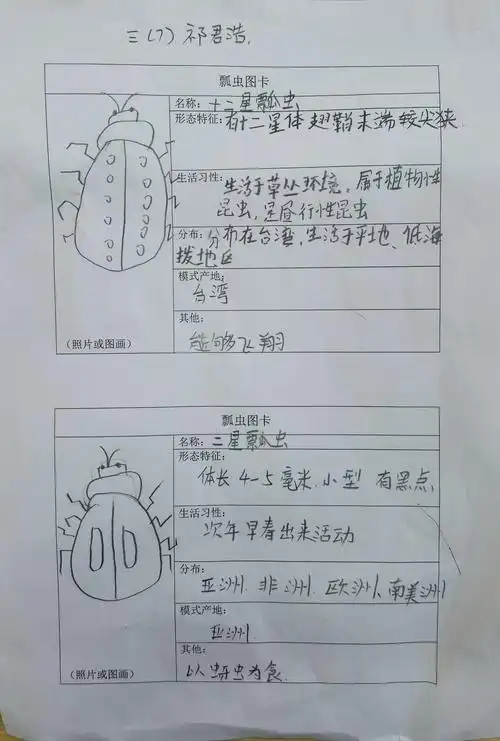 瓢虫的视界—2020-2021学年第一学期三年级昆虫组合课程总结