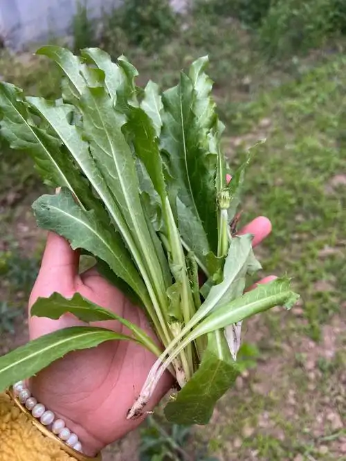 今天又去挖婆婆丁