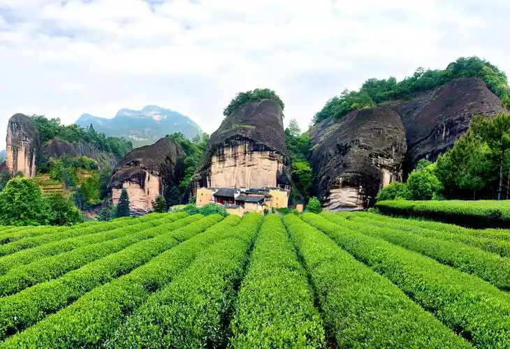 【国庆】【福建大红袍】 武夷山九曲溪,厦门鼓浪屿,土楼5晚6日跟团游