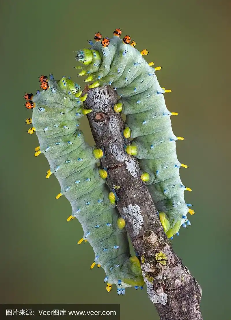 两个毛毛虫