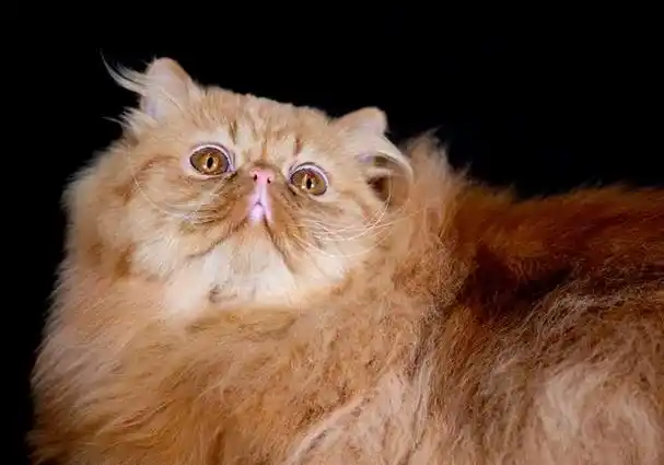 波斯猫怎样护理