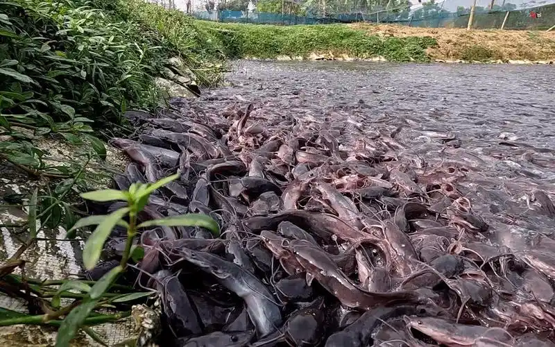 印度鲶鱼养殖,三哥用小池塘养殖大量鲶鱼,每到喂养鲶鱼密密麻麻