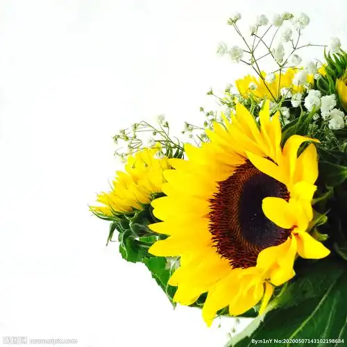 向日葵 满天星 花束