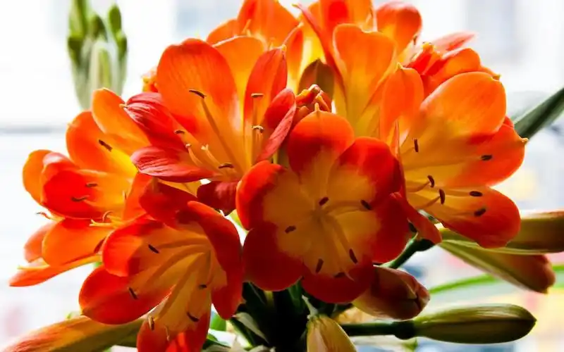 2023年适合在家养的7种吉祥好运花(养什么花在家里好) - 轩鼎房屋图纸