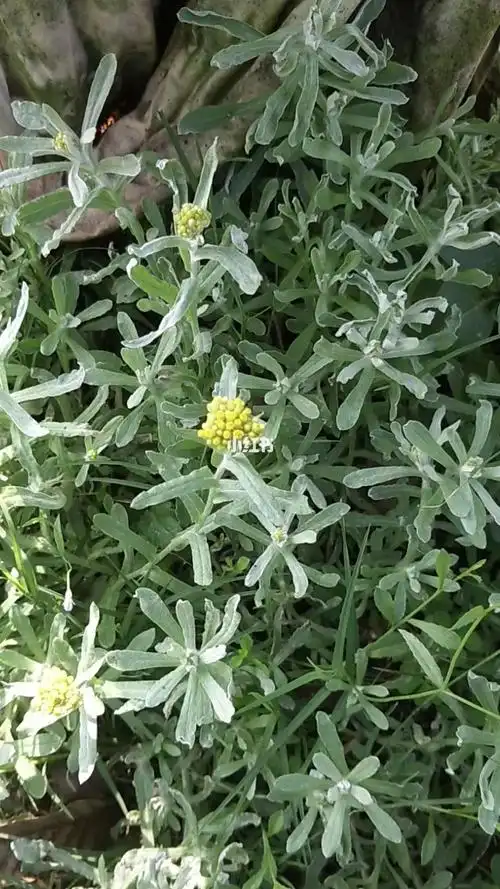 南方春季有种美食叫鼠麴草