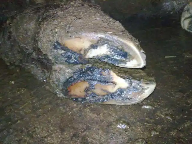 牛腐蹄病防治要点以及治疗方法 养牛一定要注意腐蹄病_健康症状网