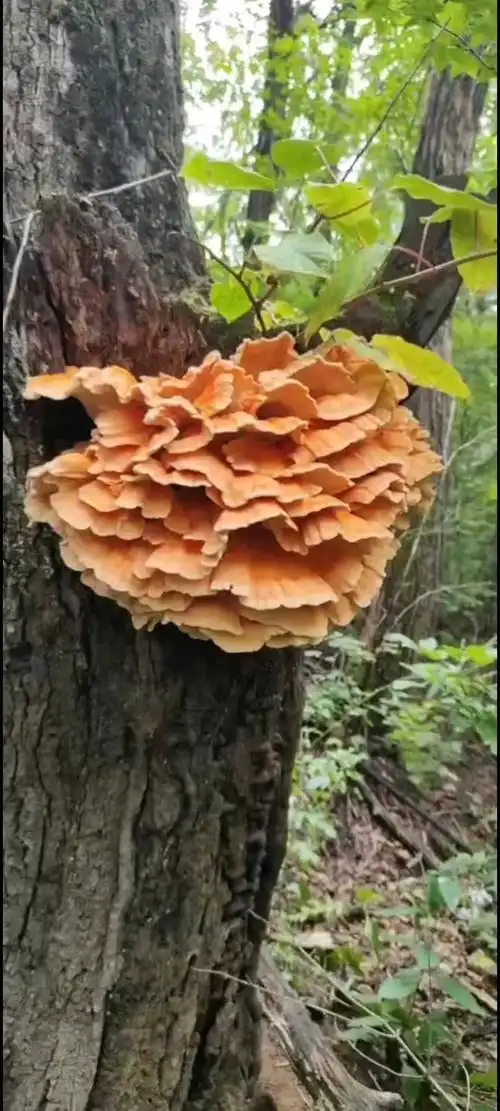 跑山偶遇鸡冠蘑