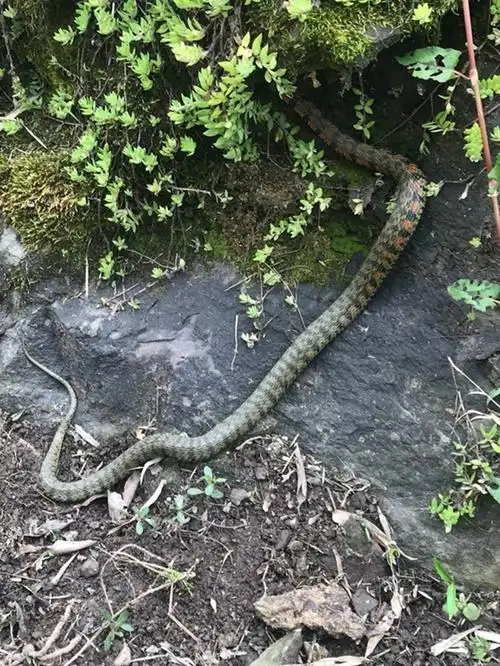 户外看到这种蛇 路人表示前所未见|路人|虎斑游蛇|桔红色_新浪新闻