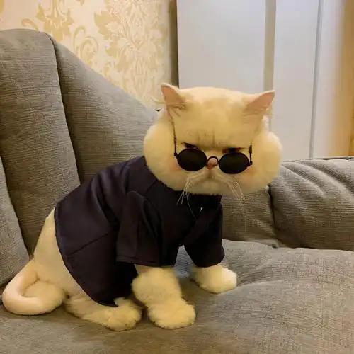 网红猫第一个不服,盘点那些火遍全网的小猫咪们