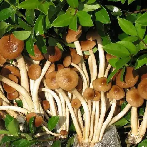 批发供应新鲜茶树菇特级茶树菇绿色无公害菌类量大从优特级原生态