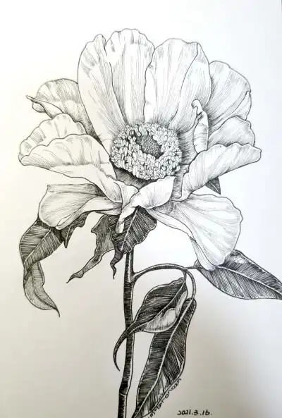 黑白手绘油牡丹