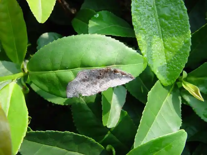 茶树:茶炭疽病