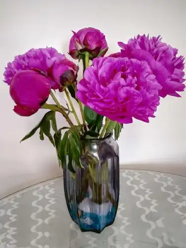 芍药养护在花瓶