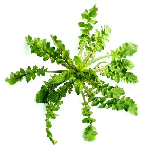 荠菜野生野菜新鲜包邮现秦岭山小叶齐菜黄叶干净荠菜