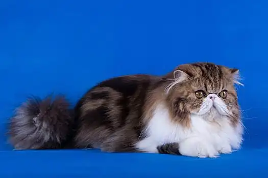 成年,波斯猫,蓝色背景,背景