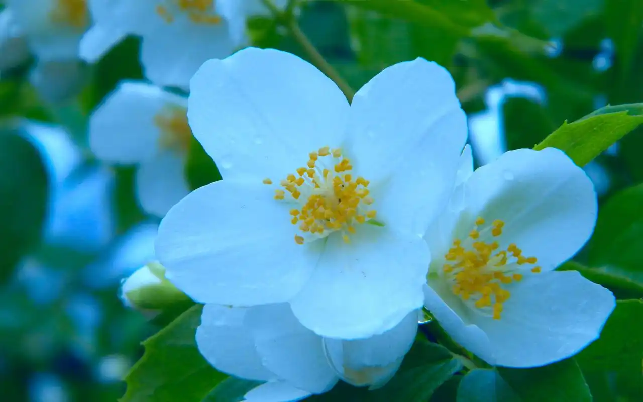 洁白唯美的茉莉花桌面壁纸