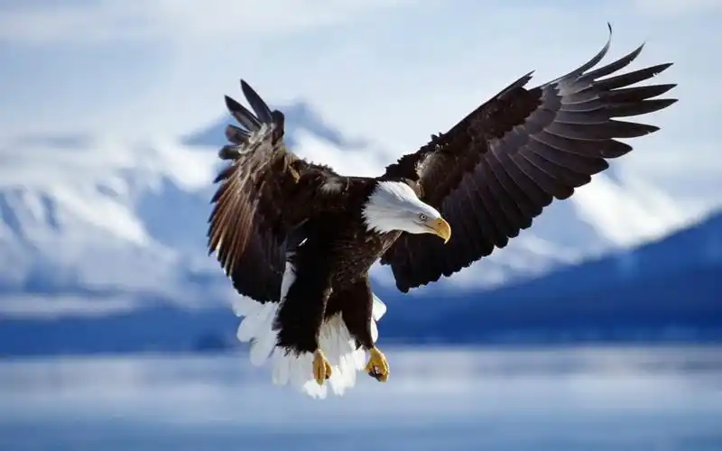 雄鹰展翅翱翔的图片桌面壁纸下载,雄鹰展翅高飞,翱翔在天际,一种凌云