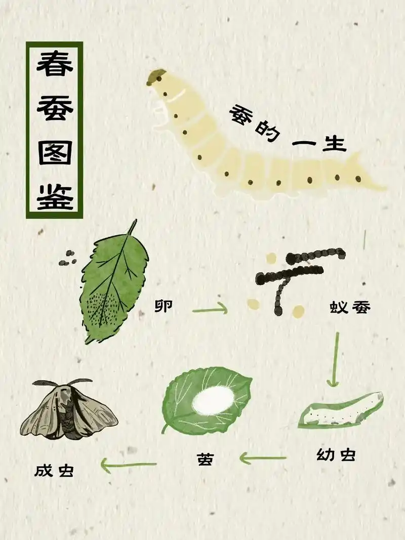 小孩子喜欢的蚕宝宝知识.#蚕宝宝成长记 #养蚕日记 #春蚕 - 抖音