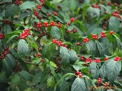 供应绿化灌木-金银木-花果并美之观赏灌木