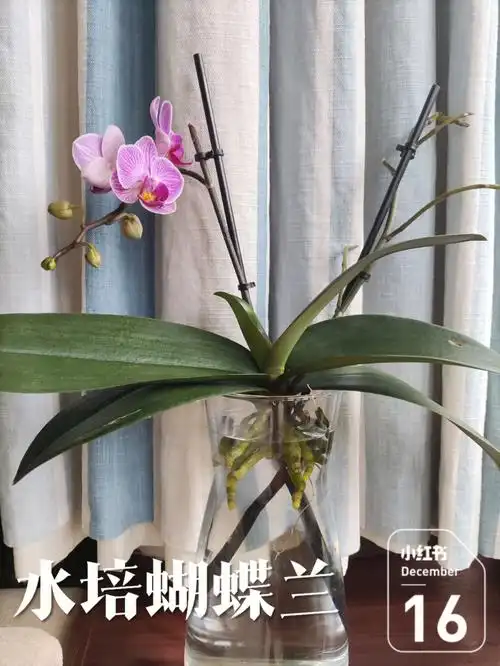水培蝴蝶兰第151天