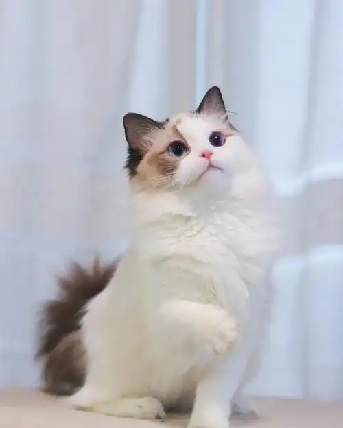 面具不对称的布偶猫就没人爱么0606