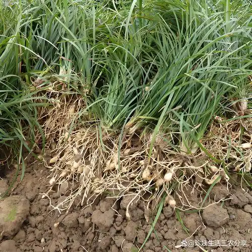 它的叶子跟兰花很相似,接下来我们一起来探索麦冬的神奇世界,看看它有