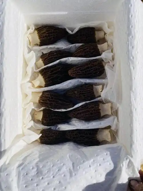 鲜香丰腴,脆嫩爽滑,煲汤爆炒都味美,只吃一季的珍稀鲜货|松茸|菌菇