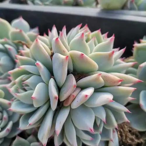 多肉植物吉娃娃大颗水蜜桃防辐射进口组合盆栽三色多肉植物