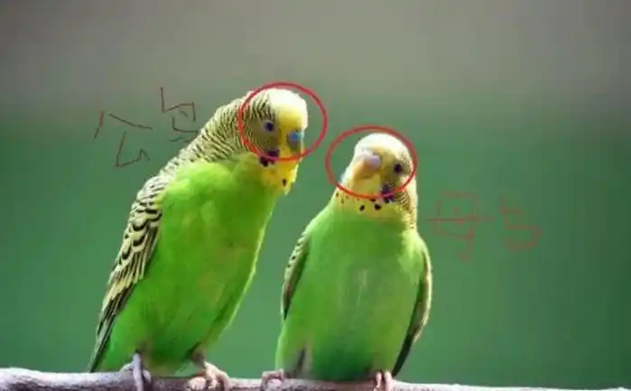 仅需1分钟,轻松区分出公母?