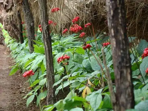 农村常见的"五味草",农民当害草,城里人花钱也不好买到!
