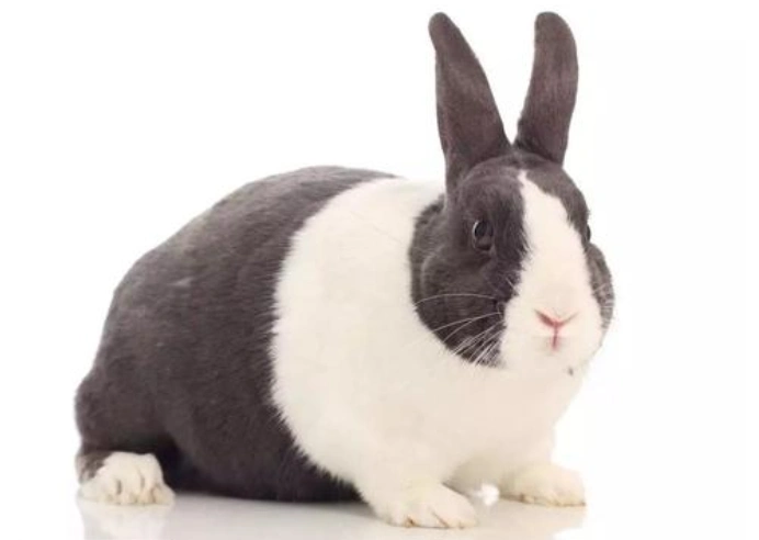 在人们的印象中,兔子是一种比较聪明的生物, 比如成语里的"狡兔三窟"