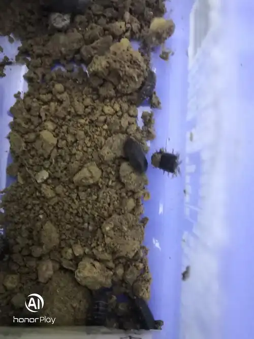 庄家齐鼠妇观察实验