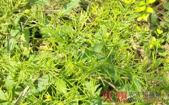 菜籽的形态特征