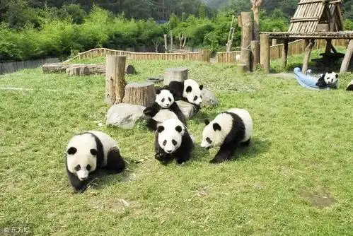 来成都看国宝,20000张熊猫基地门票免费对外放送!