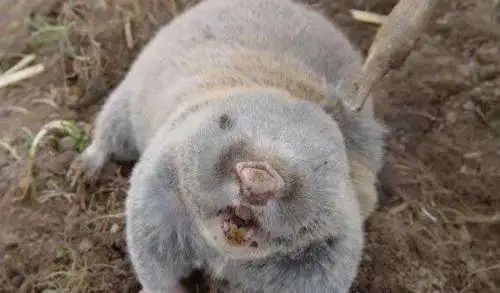 地羊是什么动物 它学名中华鼢鼠(拥有超强挖洞能力)