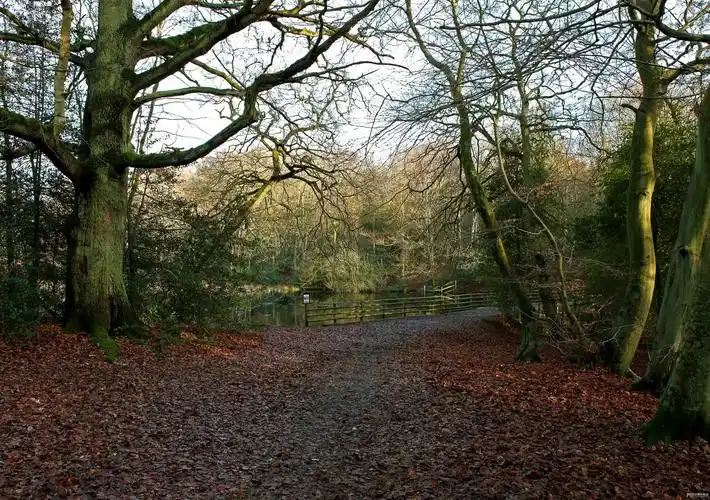 标题:burnham的榉树林