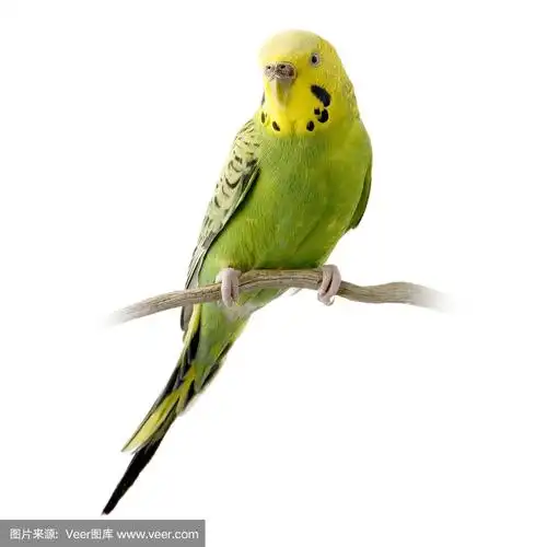黄色和绿色的虎皮鹦鹉